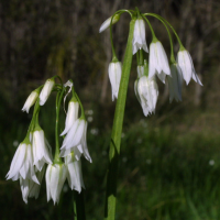 White pendulous flowers