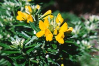 Close up view of yellow flowers