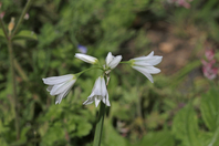 Close up of small white flowers