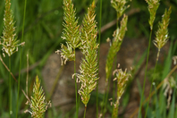 Close up of light green grass inflorecence heads, consisting of many small spikes