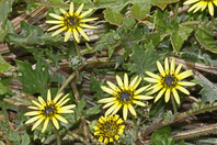 Close up of daisy-like flowers with around 13 yellow petals and a black centre with yellow anthers, amoungst a bed of small hair-covered leaves