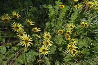 Growth of daisy-like flowers with around 13 yellow petals and a black centre with yellow anthers, amoungst a bed of small hair-covered leaves growing from a central point in the ground