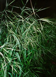  Patch of dark green thin grass with large, pronounced floret heads, photo taken at night in the dark