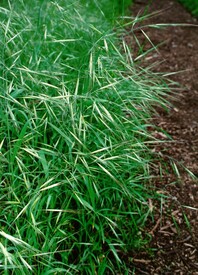 Patch of dark green thin grass with large, pronounced floret heads growing next to a mulch path