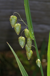 Green grass blades with close up of eight small, delicate cone-shaped parts of the plant