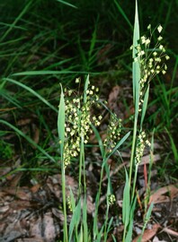 Upright grass blades with lots of delicate inflorescence growing from the blade 