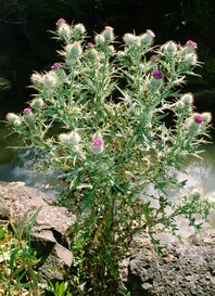 Spiky purple flower plant