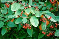 Red berries and dull green leaves