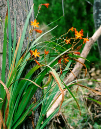 Medium sized green plant with long leaves growing infront of a tree trunk, with various brightly coloured orange flowers