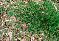 Thick, dark green grass with long-thin leaves running along the ground sprouting from a thick, herbacious tough stem 