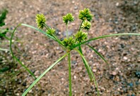 Close up of singular green young grass stem, with leaves branching at the top with light green spikelets growing from the branching leaves