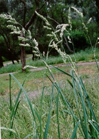 Small grass plant with increasingly delicate stems ascending the plant body, with densely packed inflorerence sprouting at the top