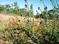 Purple flower shrubs amongst dry grass 