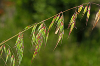 Thin green stem with various small grass florets hanging from the stem, with red colouring at the base of the florets and lining part of the stem