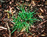 Young tuft of grass growing from the ground with a dark green colour