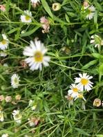 Daisy-like flowers with varying petal shades of white and pink with a yellow centre, growing in a dense patch together