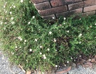 Daisy-like flowers with varying petal shades of white and pink with a yellow centre, growing in a dense patch together at the base of a brick wall infront of a footpath