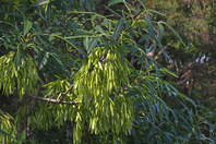 Masses of green seeds on a tree