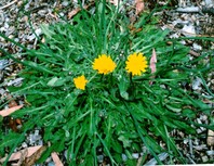 Yellow flowers surrounded by green grass