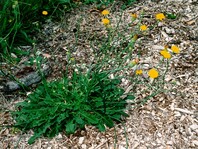 Small yellow flowers from grass patch on bed of mulch