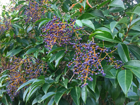 Purple berries on a small tree