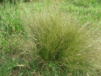Grass shrub