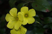 Close up of three brightly coloured yellow flowers, each with five petals and darker yellow stamens growing from the centre and faded dark green leaves in the background