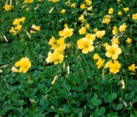 Field of clover-shaped groundcover dark green leaves with many stems sprouting off the ground, each with a brightly coloured yellow flower at the end of the head at varying life stages, some flowers still unfurled