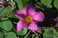 Close up of bright pink flower with five petals and a yellow centre
