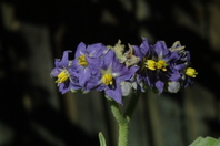 Close up of six visible flower heads, with purple petals and a yellow centre growing from a central point on the stem