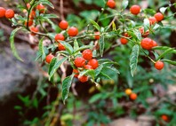 Red berries along stem