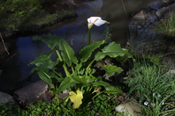 Large green leaved bush situated next to a river, with a tall Lily flowerhead at the top of the bush with a white petal and yellow stem