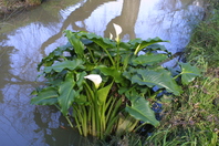 Large green leaved bush growing in the edge of a river, with two tall Lily flowerheads at the top of the bush with a white petal and yellow stem