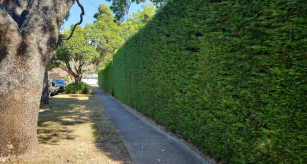 Significant Hedge 
