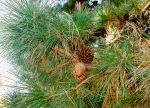 Thumbnail - Radiata Pine/Monterey Pine