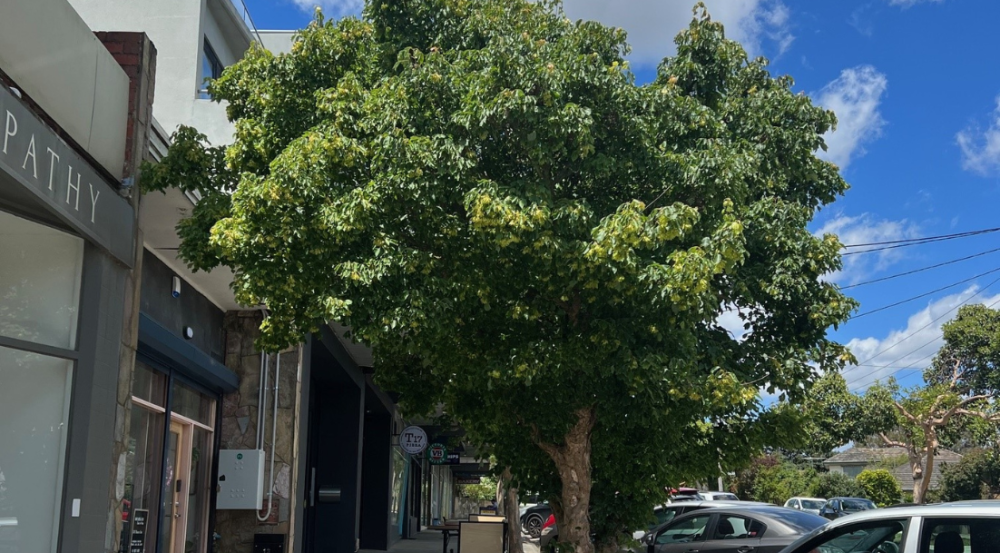 Small tree in front of shops