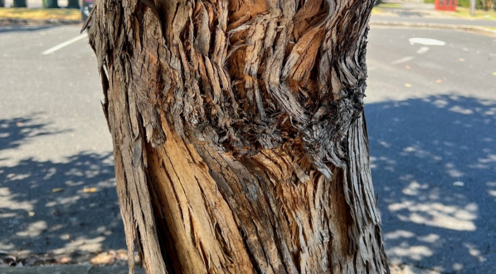 Rough fibrous tree bark