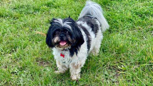 Pi the dog
