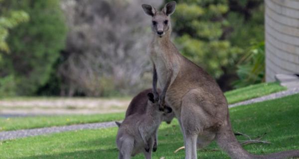 Photo of kangaroos in an urban setting