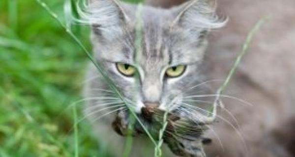 Image - Stray Cat