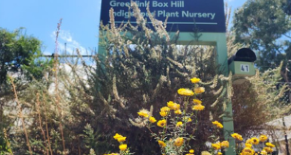 Yellow flowers against backdrop of Greenlink nursery sign