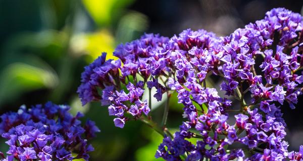 Purple flowers in sunshine