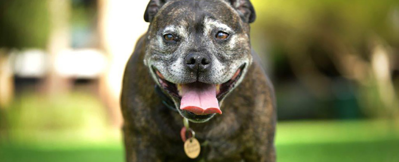 photo of dog with name tag