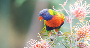 a lorikeet on a tree
