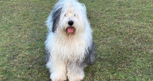 Paddy sheepdog