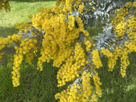 Wattle blossom and grey leaves