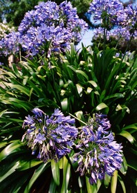 Large green leafy bush with big purple flower heads