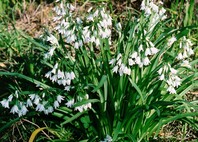 Series of small white bell shaped flowers