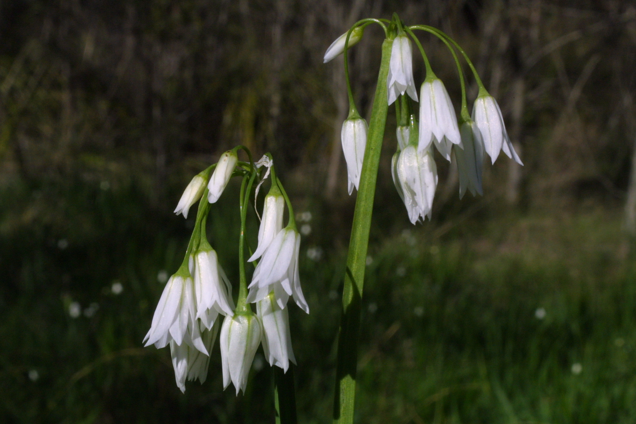 White bell shaped flowers