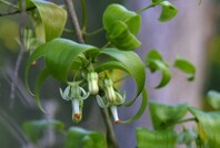 Tiny bell shaped flowers on weed
